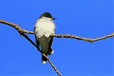 Eastern Kingbird